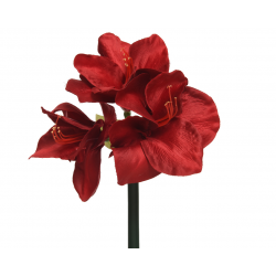 BRANCHE/TIGE - Amaryllis...