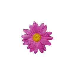 MARGUERITE - Fushia x 24...