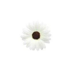 MARGUERITE - Blanc x 24 (en...