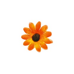 MARGUERITE - Orange x 24...